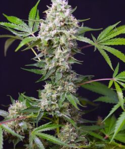 Sweet Seeds - Sweet Amnesia Haze XL Auto Cannabisfrø