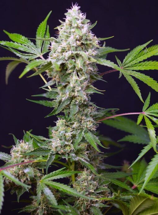 Sweet Seeds - Sweet Amnesia Haze XL Auto Cannabisfrø