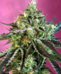 Sweet Seeds - Sweet Nurse CBD Auto Cannabisfrø