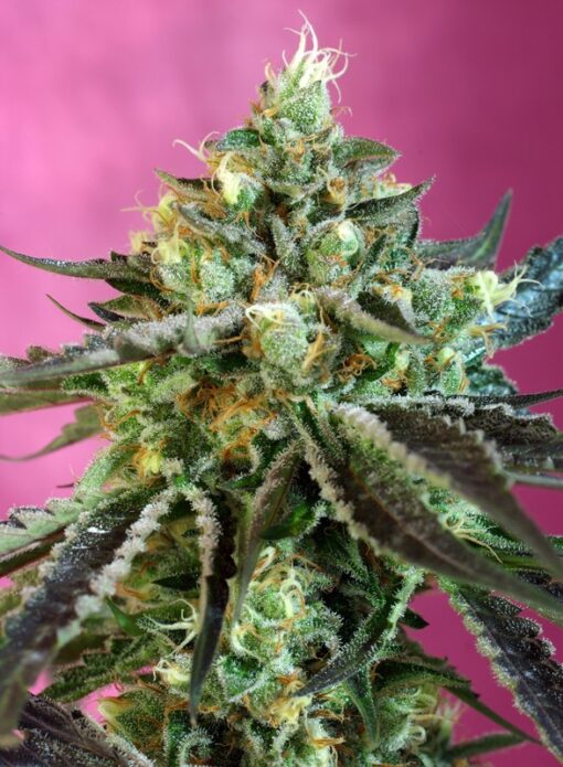 Sweet Seeds - Sweet Nurse CBD Auto Cannabisfrø