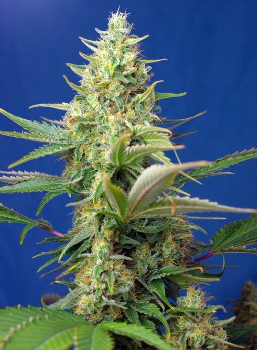 Sweet Seeds - Sweet Pure CBD Auto Cannabisfrø