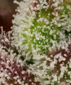 Red Velvet Auto cannabisfrø fra Paradise Seeds