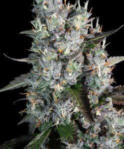 Red Velvet Auto cannabisfrø fra Paradise Seeds